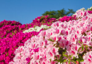 Florida Azalea Festival - Close-up image of Azaleas