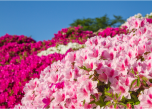 Image of pink red and white azaleas in full bloom