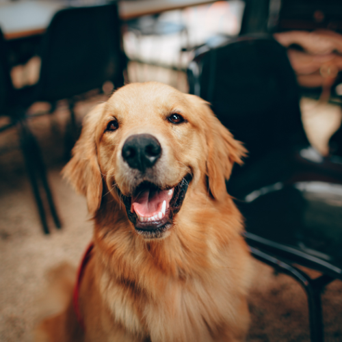 A happy Golden Retriever dog.