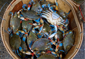 blue crab festival img